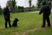 policjant z psem stoją na wprost przestępcy